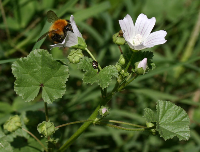 Malva neglecta / Malva domestica